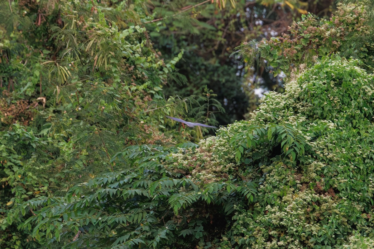 נץ בלתי-מזוהה - ML647021628