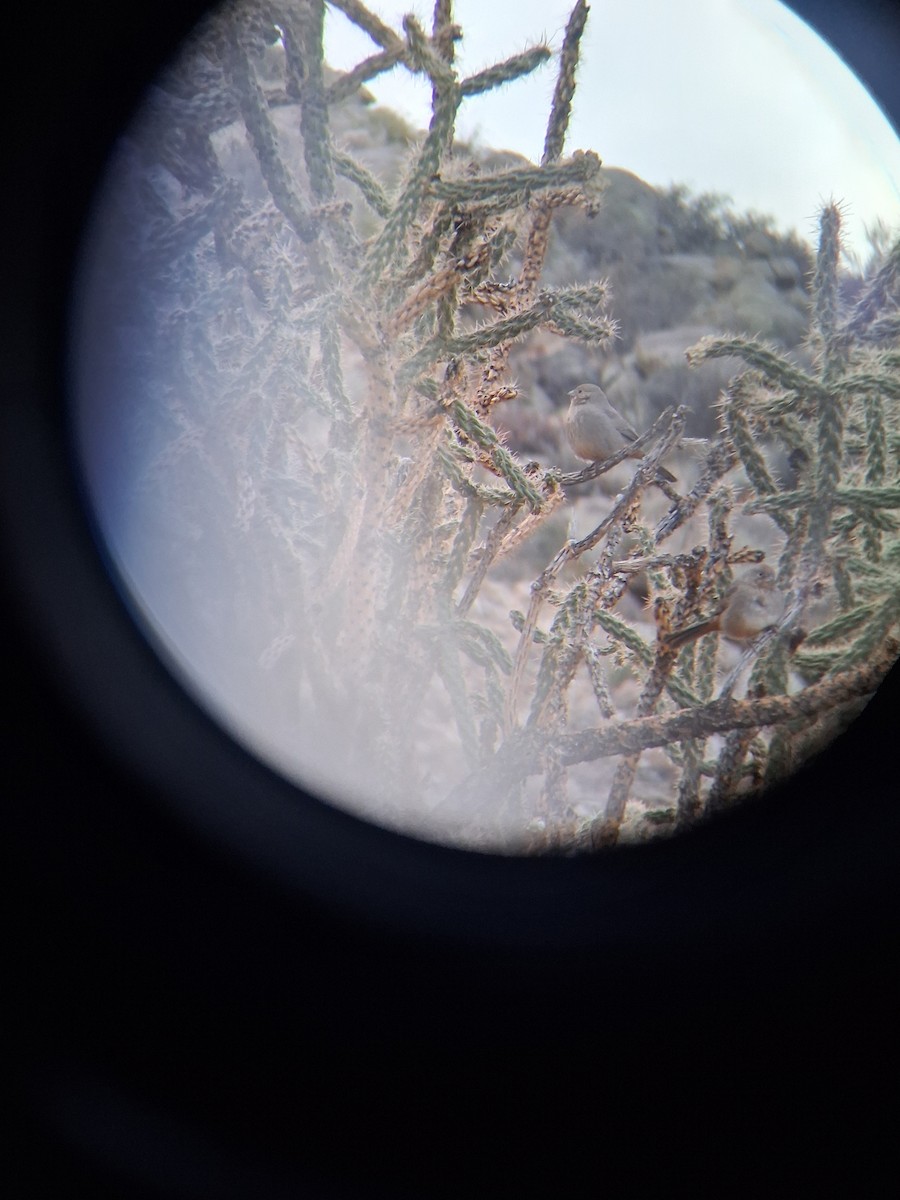 Canyon Towhee - ML647021633