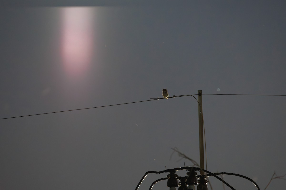 Spotted Owlet - ML647021648