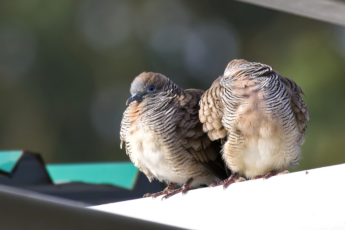 Zebra Dove - ML647021652