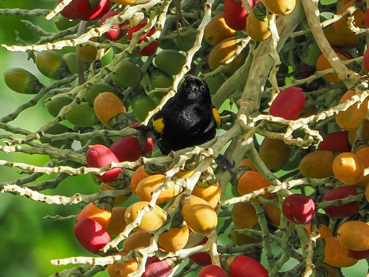 Puerto Rican Oriole - ML647021653
