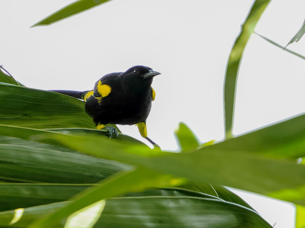 Puerto Rican Oriole - ML647021654