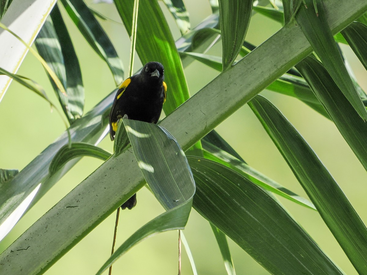 Puerto Rican Oriole - ML647021655