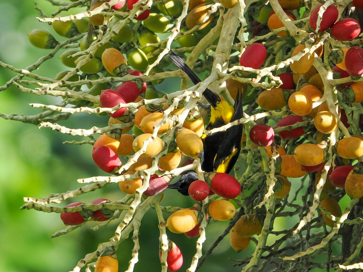 Puerto Rican Oriole - ML647021656