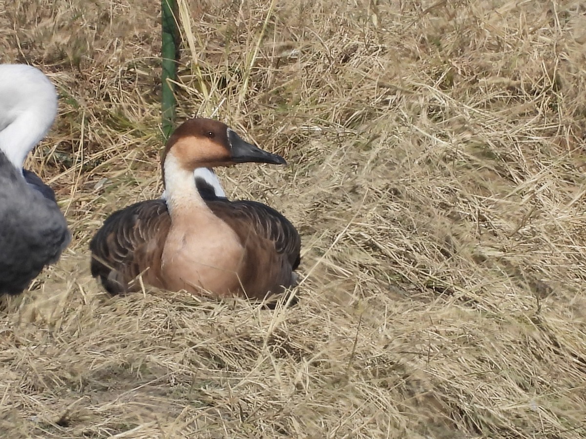 Гуска китайська - ML647021665