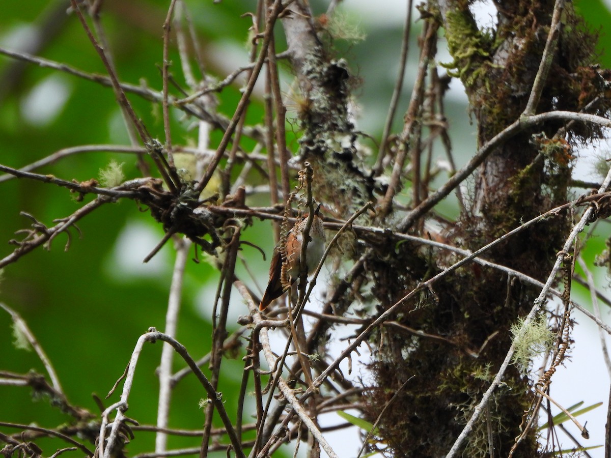 Scintillant Hummingbird - ML647021666