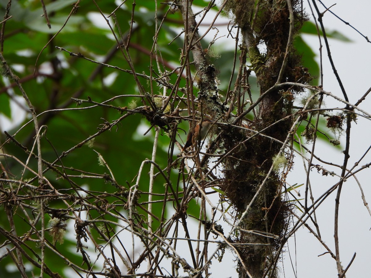 Scintillant Hummingbird - ML647021667