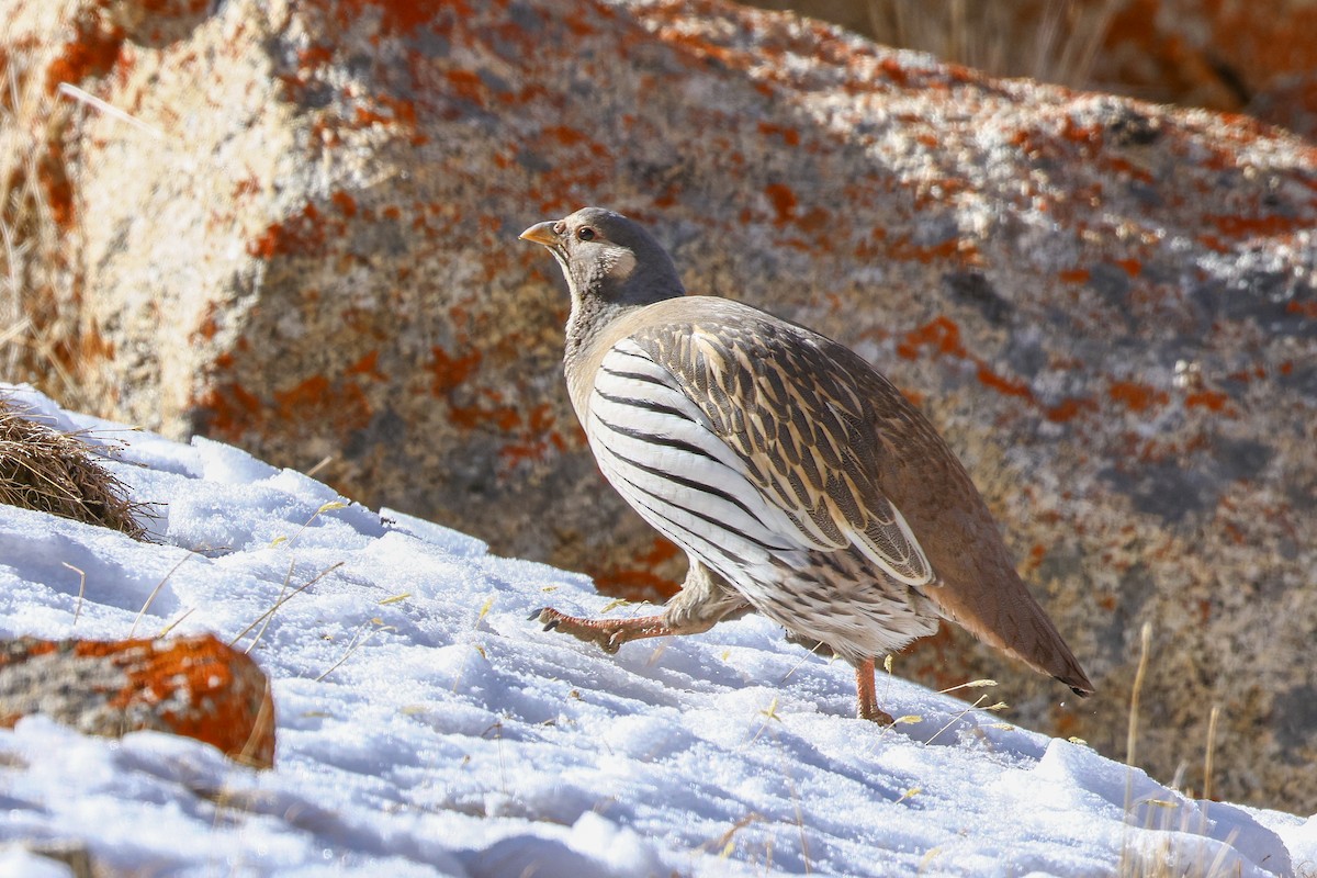 Tibetan Snowcock - ML647021669