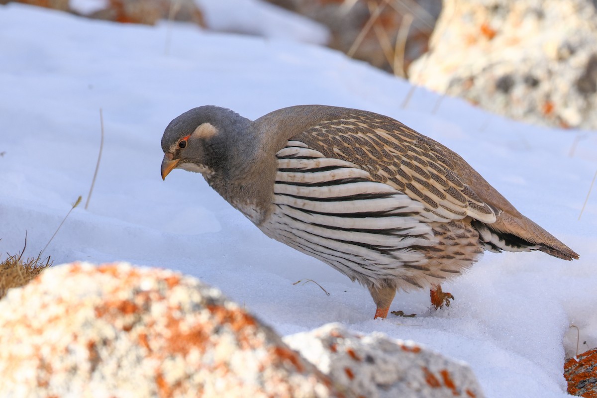 Tibetan Snowcock - ML647021670