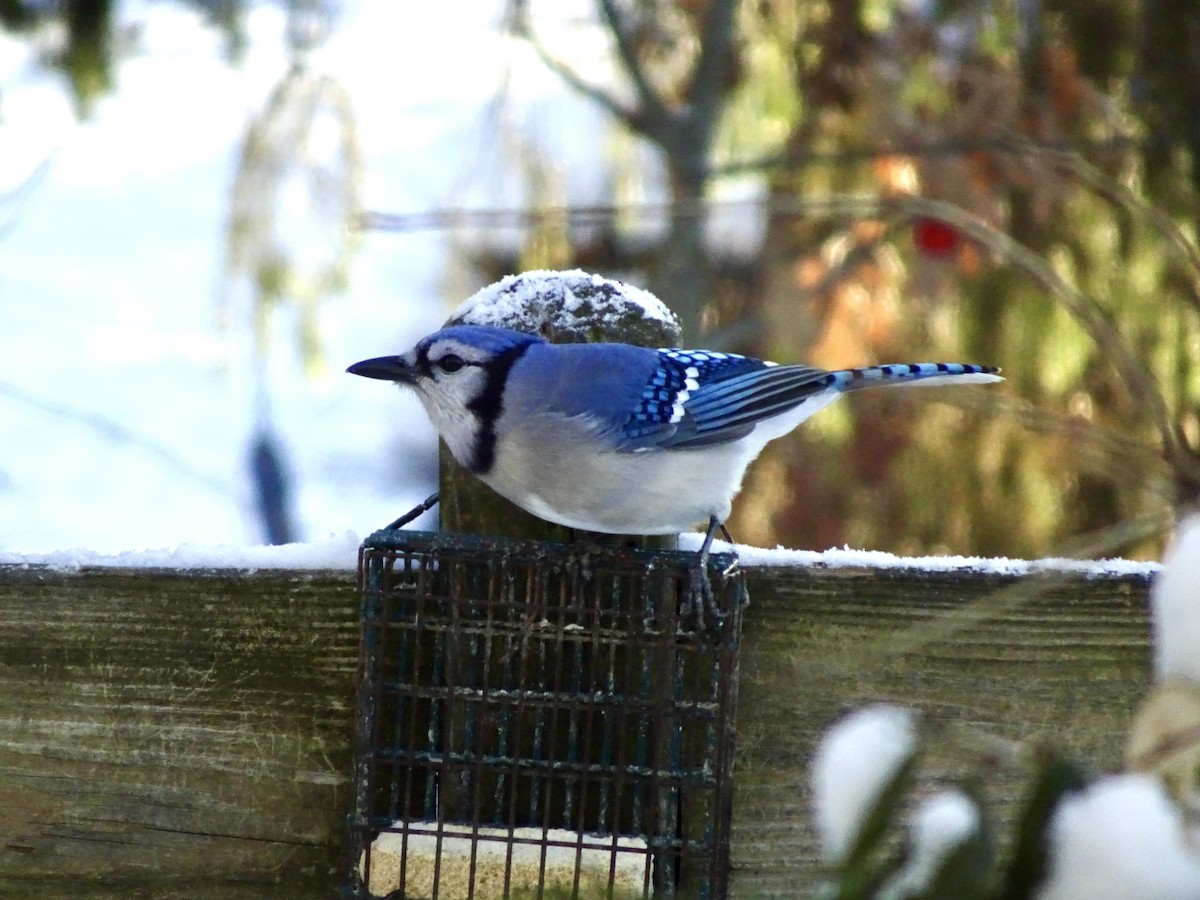 Blue Jay - ML647021675