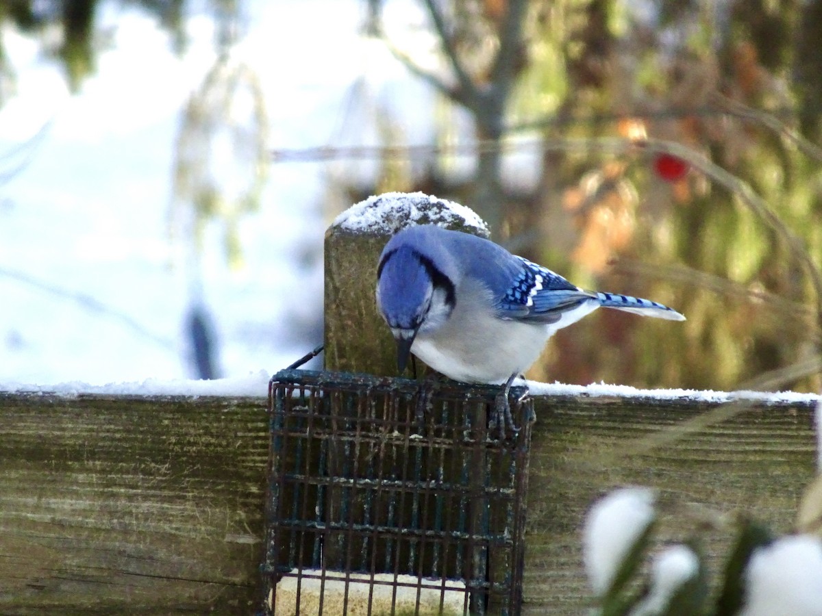 Blue Jay - ML647021676