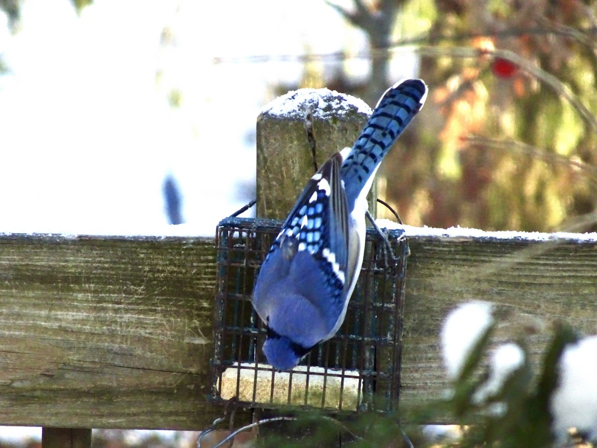 Blue Jay - ML647021677