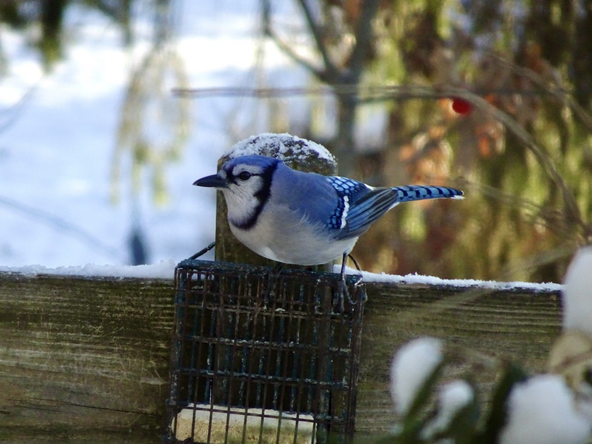 Blue Jay - ML647021678
