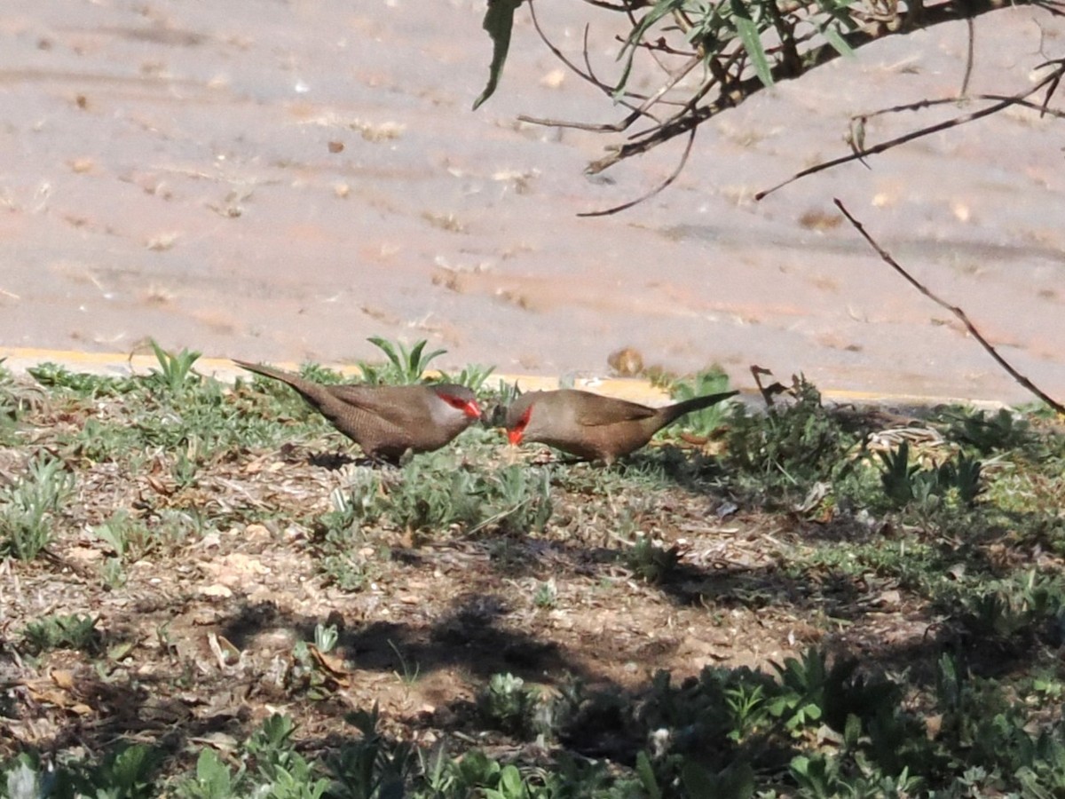Common Waxbill - ML647021679