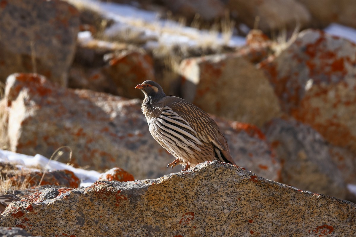 Tibetan Snowcock - ML647021680