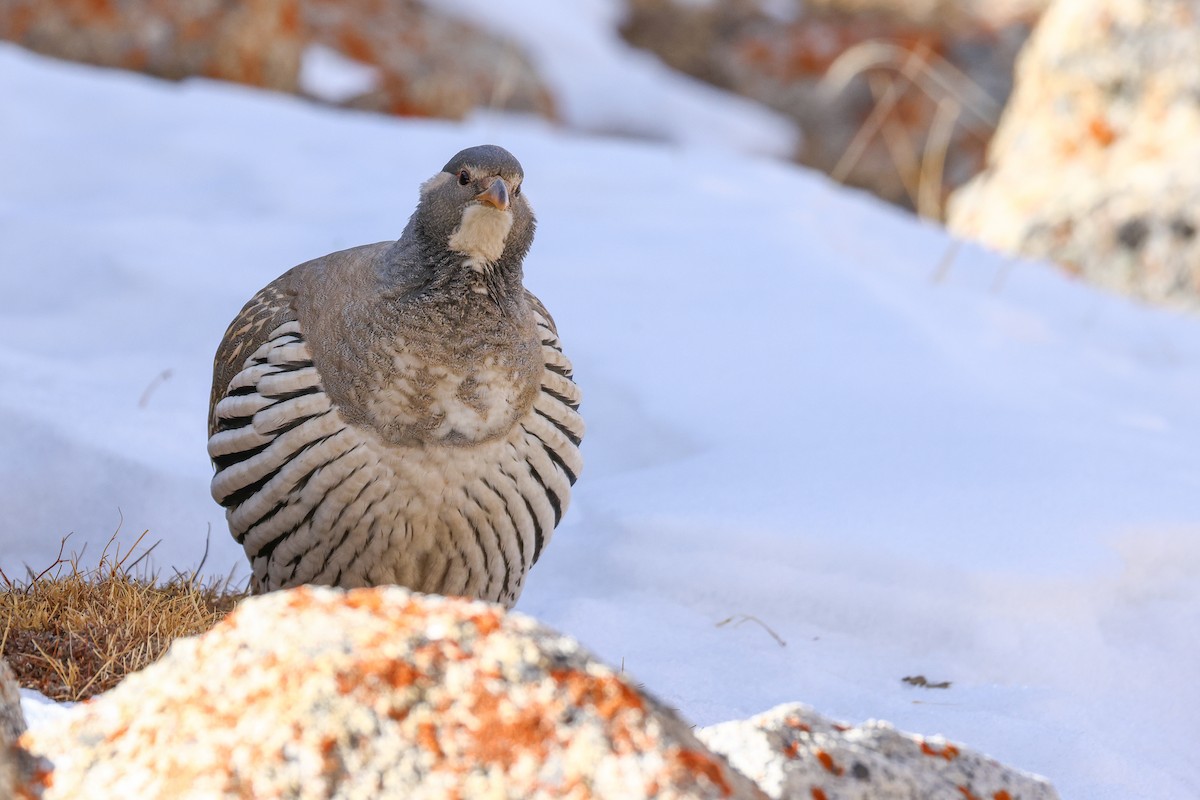 Tibetan Snowcock - ML647021682