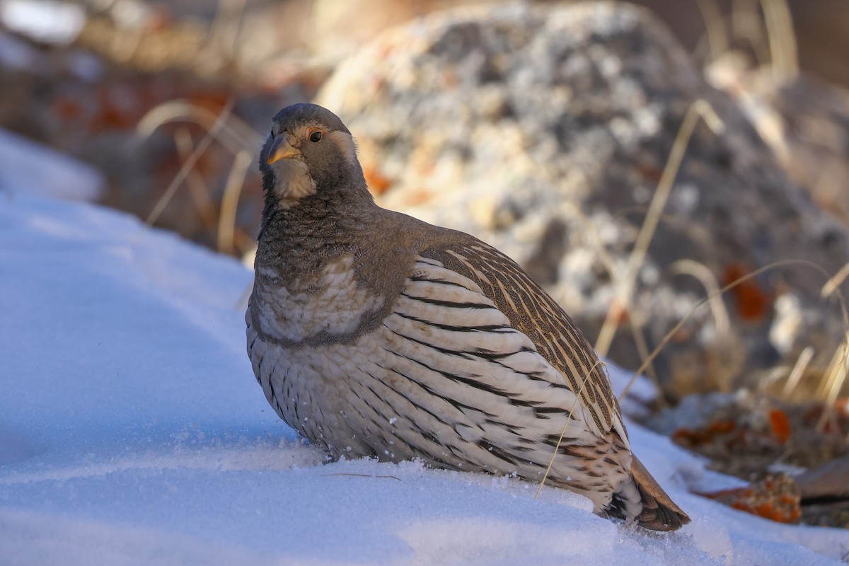 Tibetan Snowcock - ML647021683