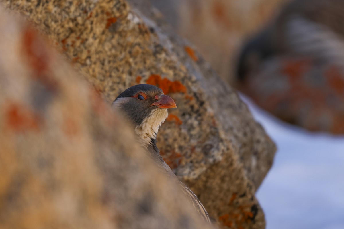 Tibetan Snowcock - ML647021684