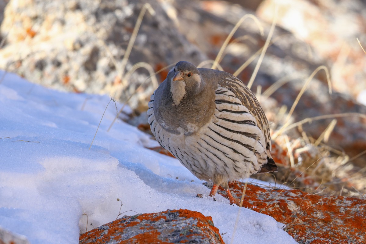 Tibetan Snowcock - ML647021685