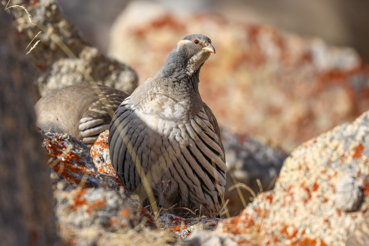 Tibetan Snowcock - ML647021687