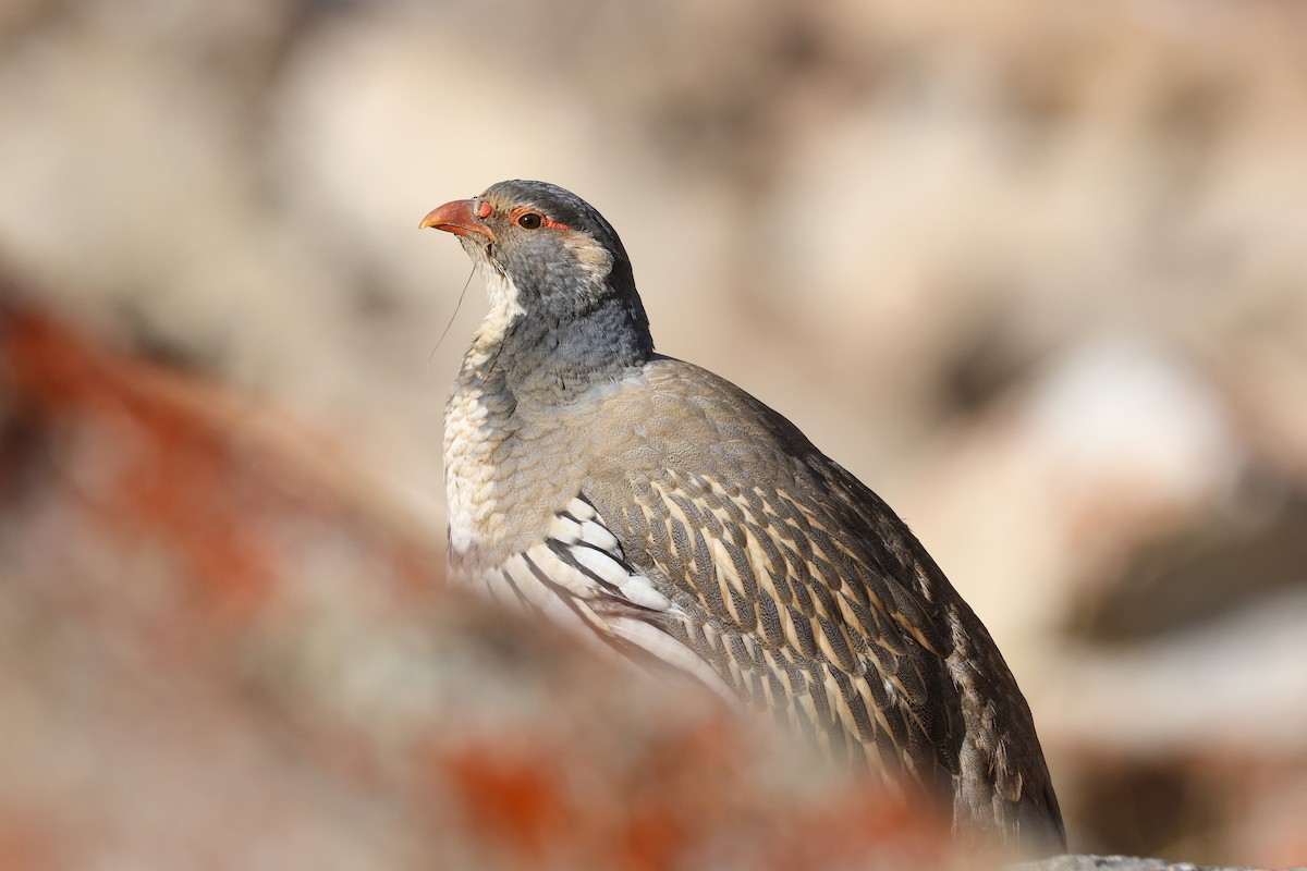 Tibetan Snowcock - ML647021688