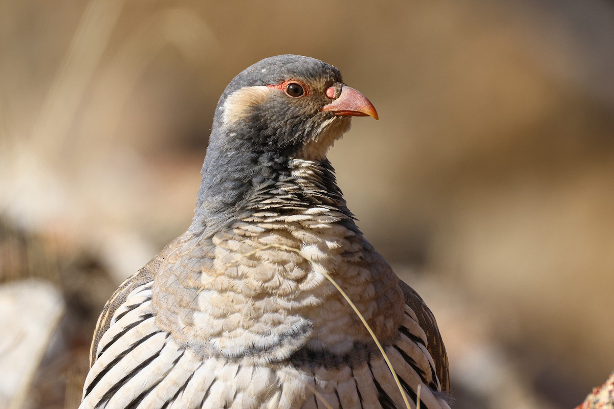 Tibetan Snowcock - ML647021692