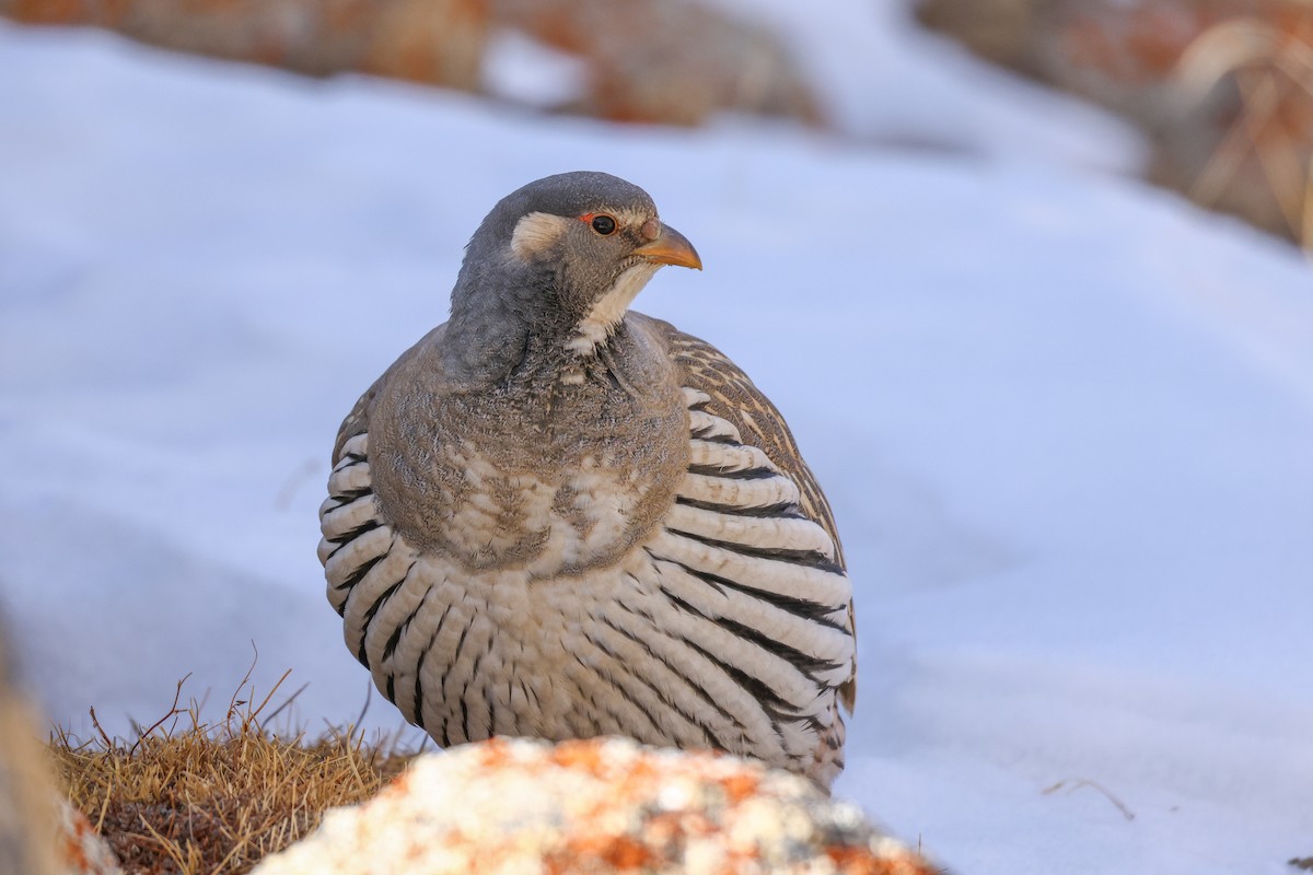 Tibetan Snowcock - ML647021693
