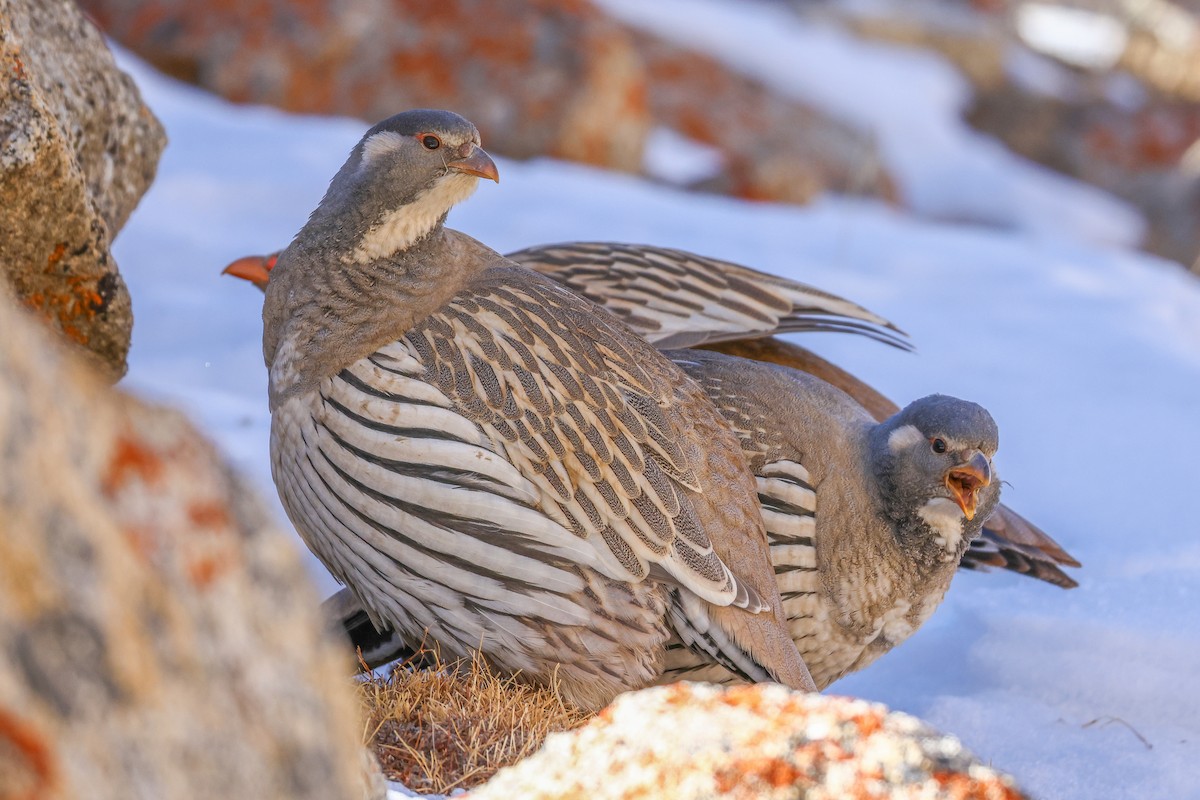 Tibetan Snowcock - ML647021696