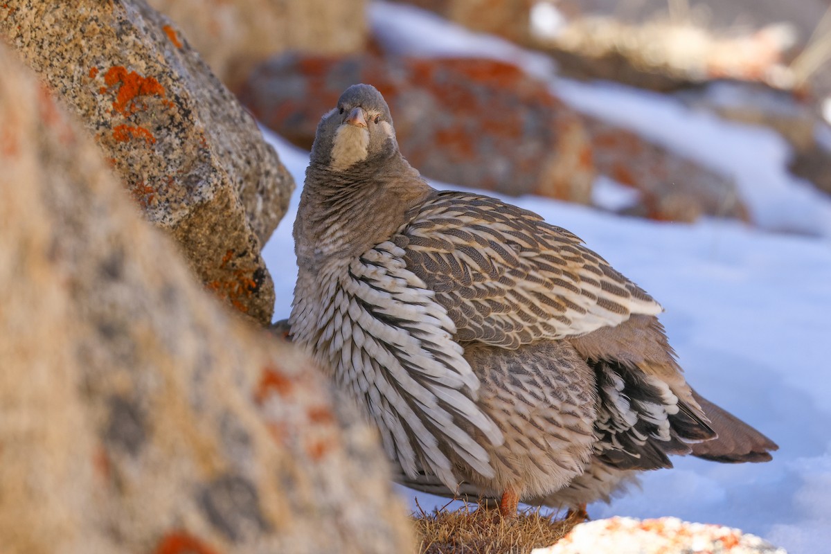 Tibetan Snowcock - ML647021698