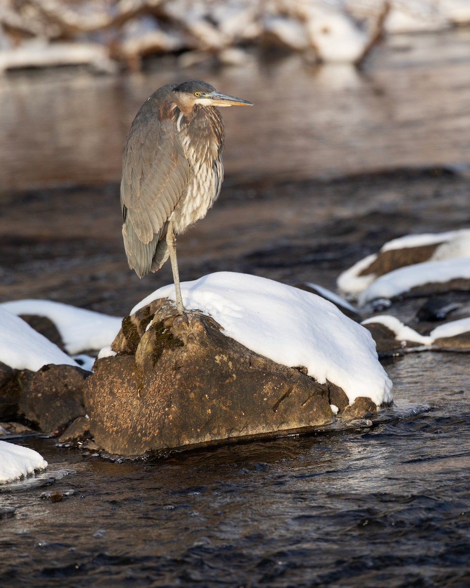 Garza Azulada - ML647021699