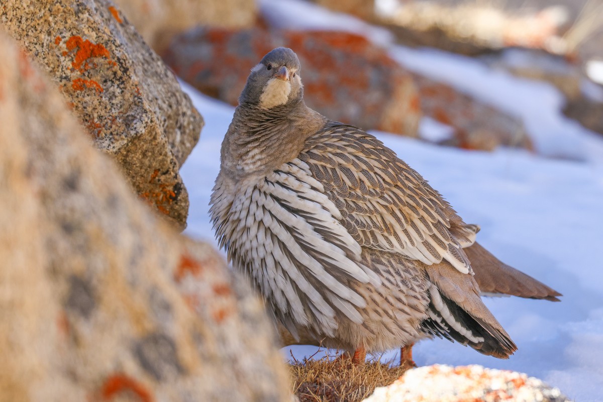 Tibetan Snowcock - ML647021700