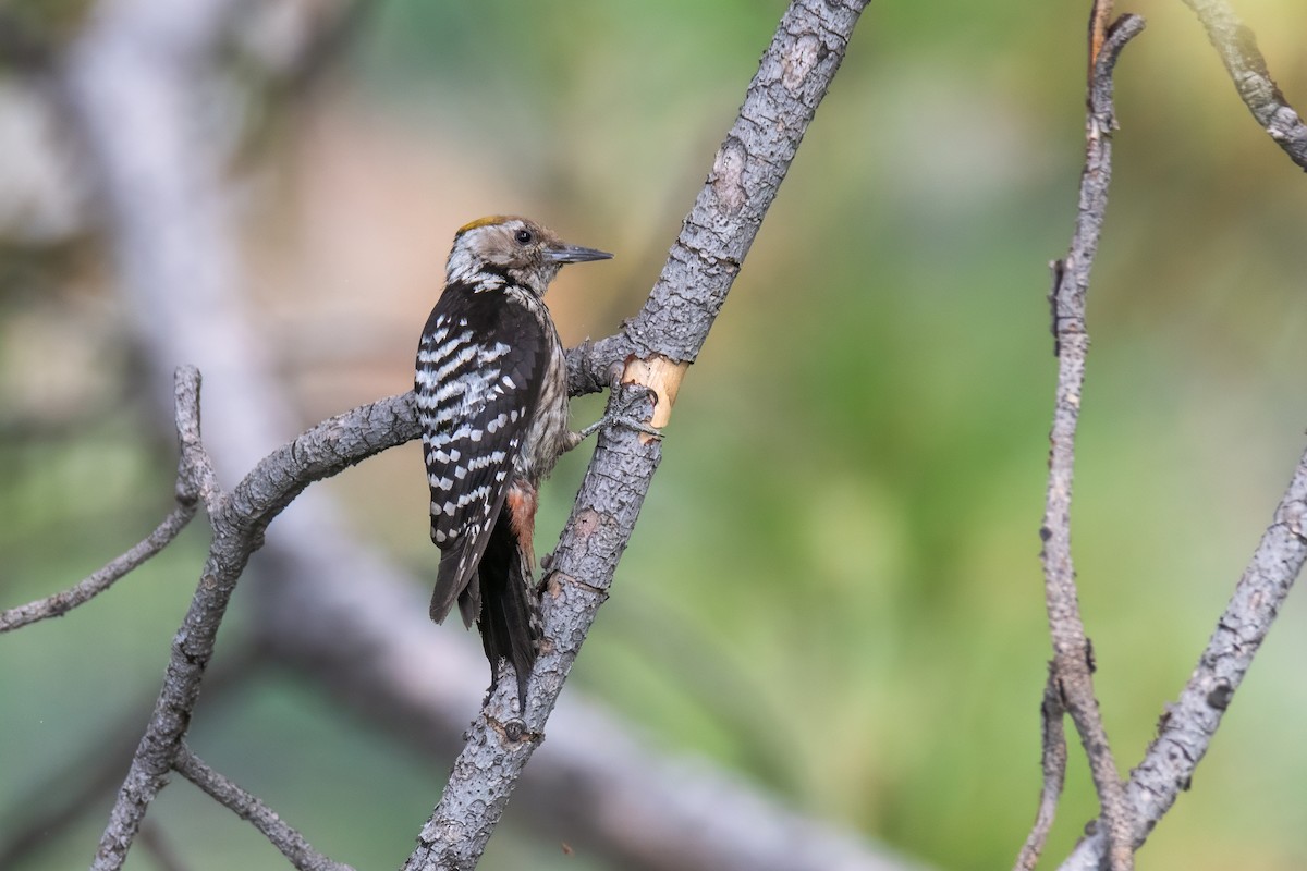 bergspett - ML647021711