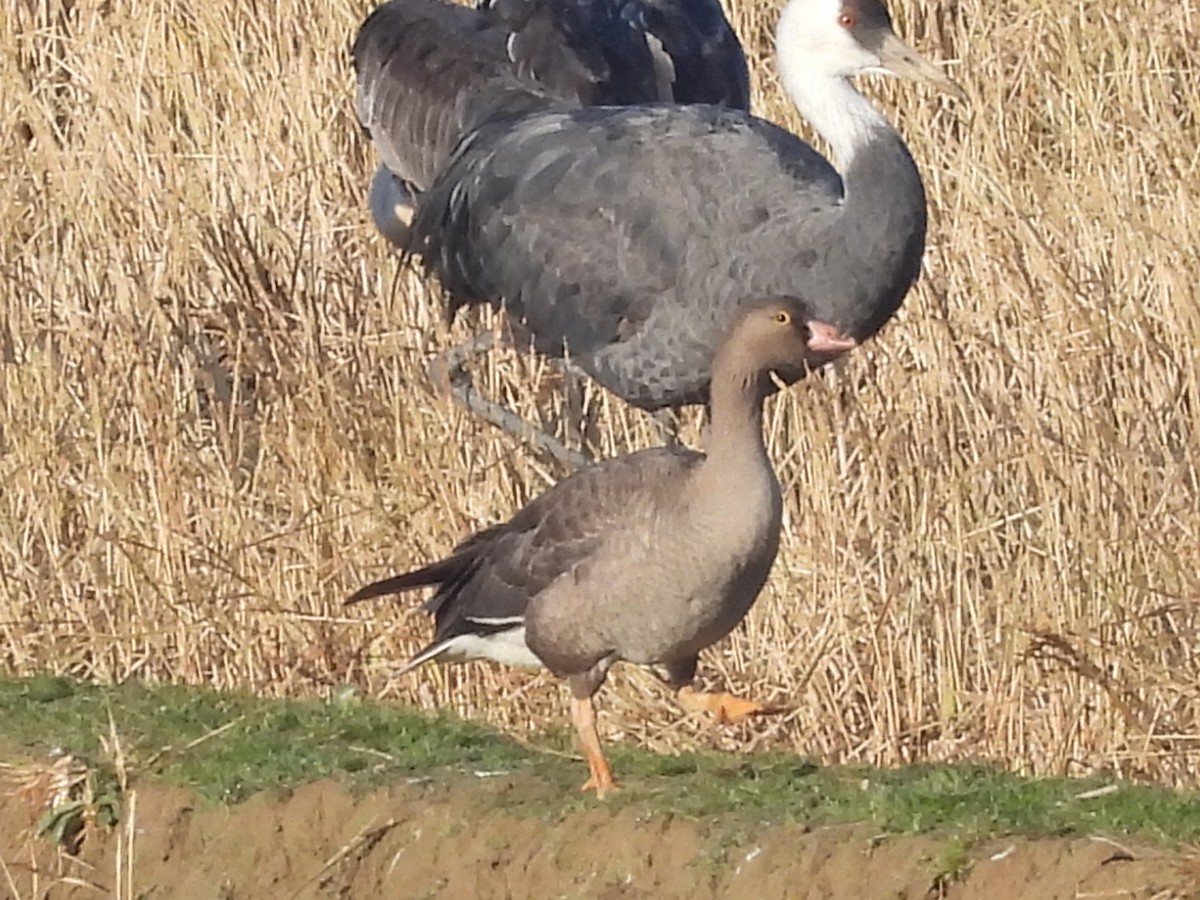 Lesser White-fronted Goose - ML647021712