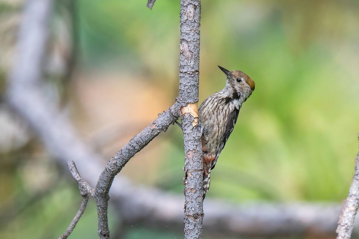 bergspett - ML647021715