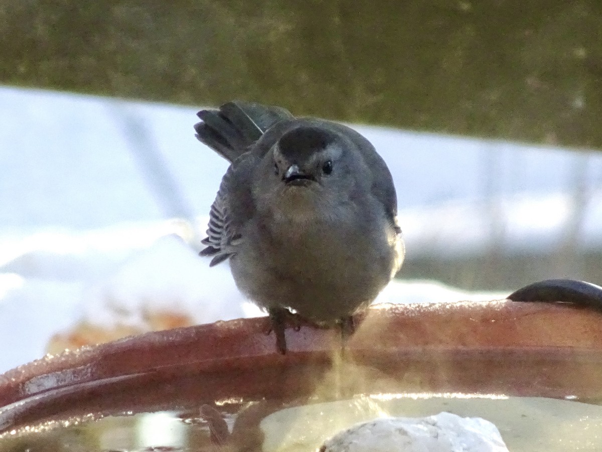 ימימן אמריקני - ML647021719