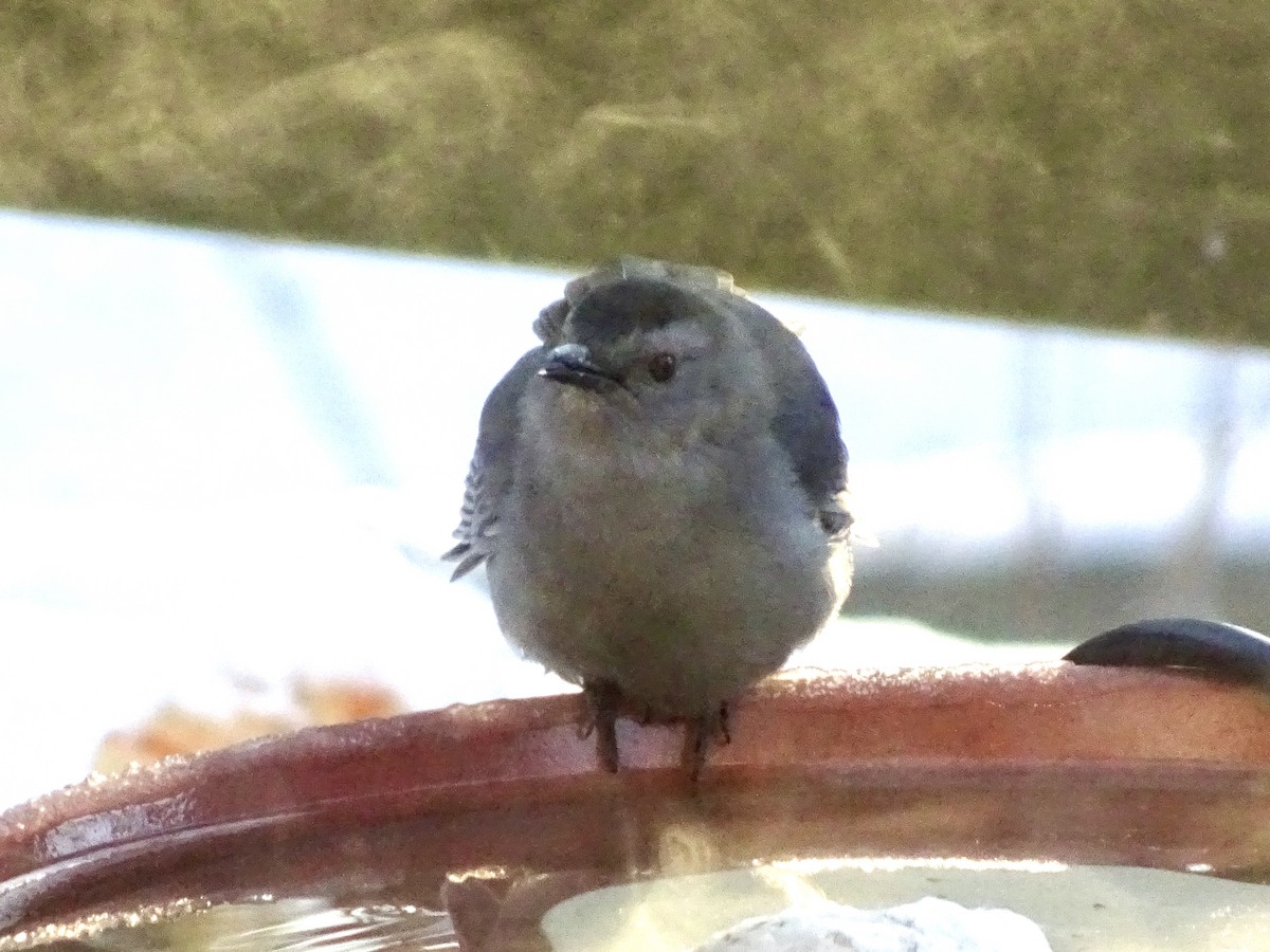 ימימן אמריקני - ML647021720