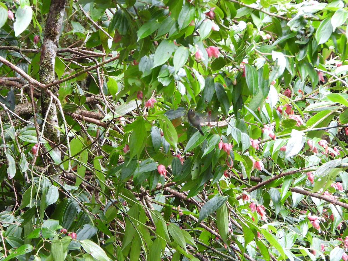 Talamanca Hummingbird - ML647021724