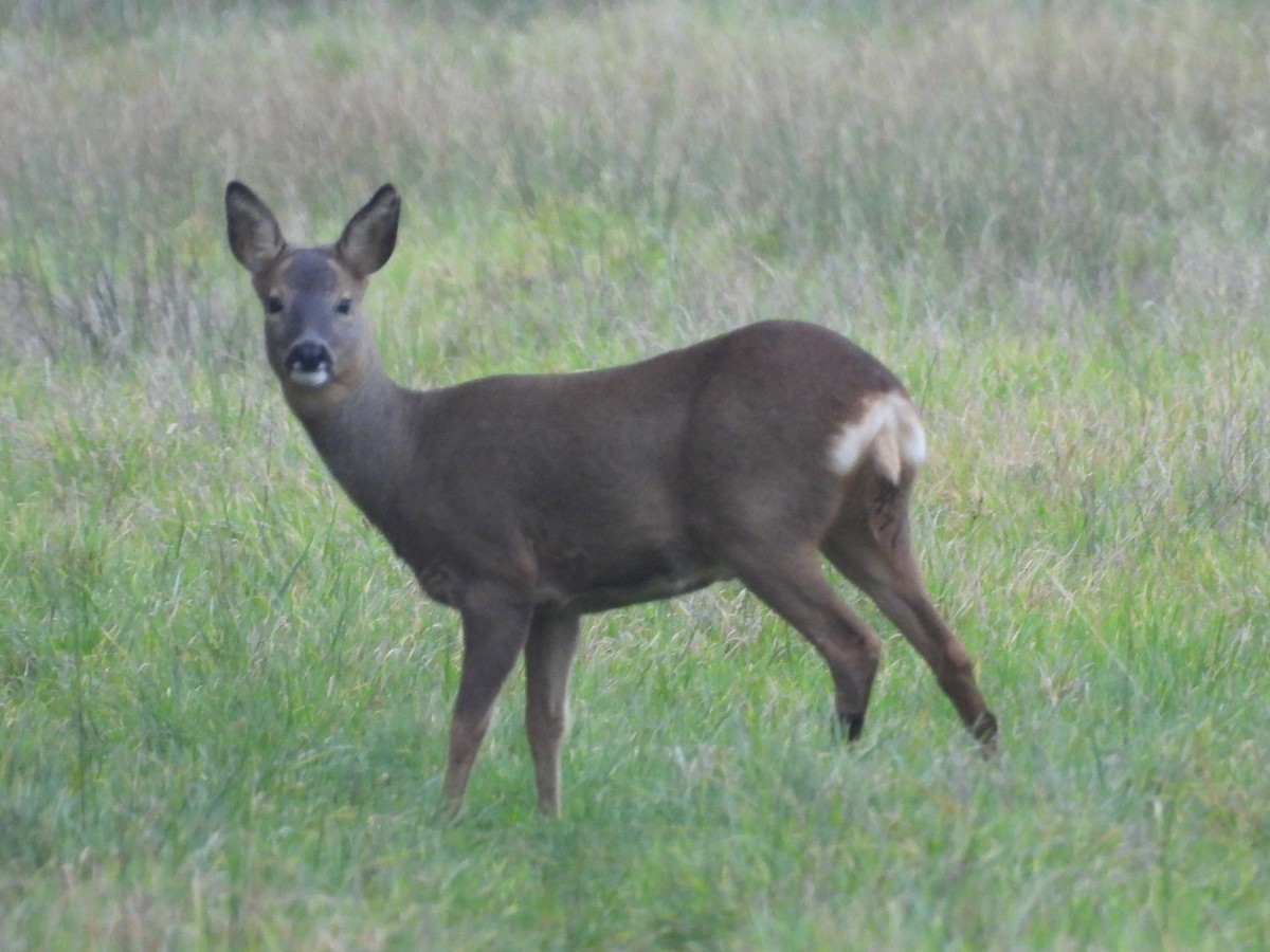 Animals - ML647021725