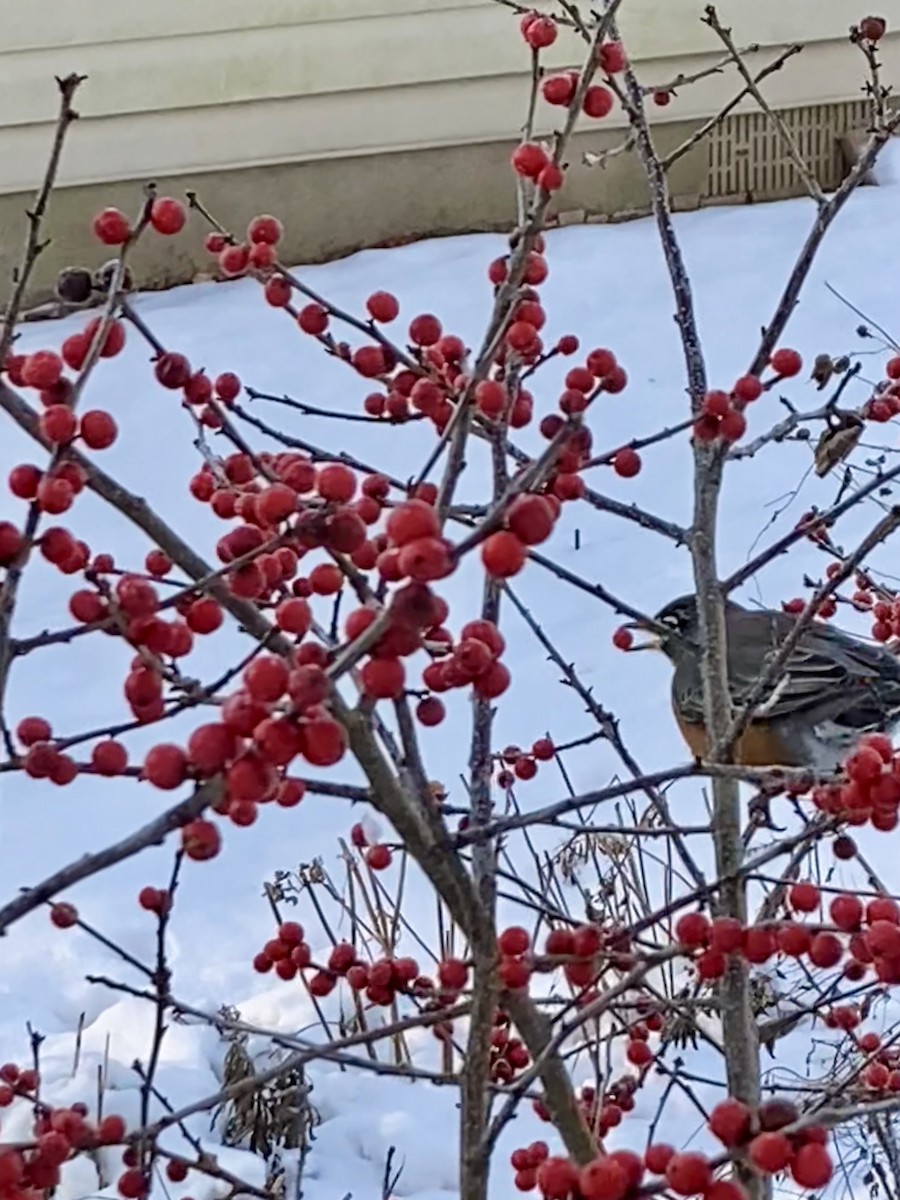 American Robin - ML647021730