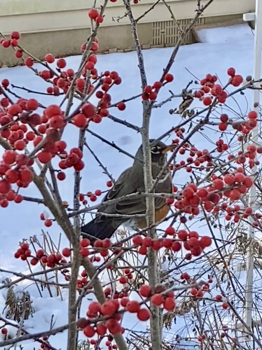 American Robin - ML647021731