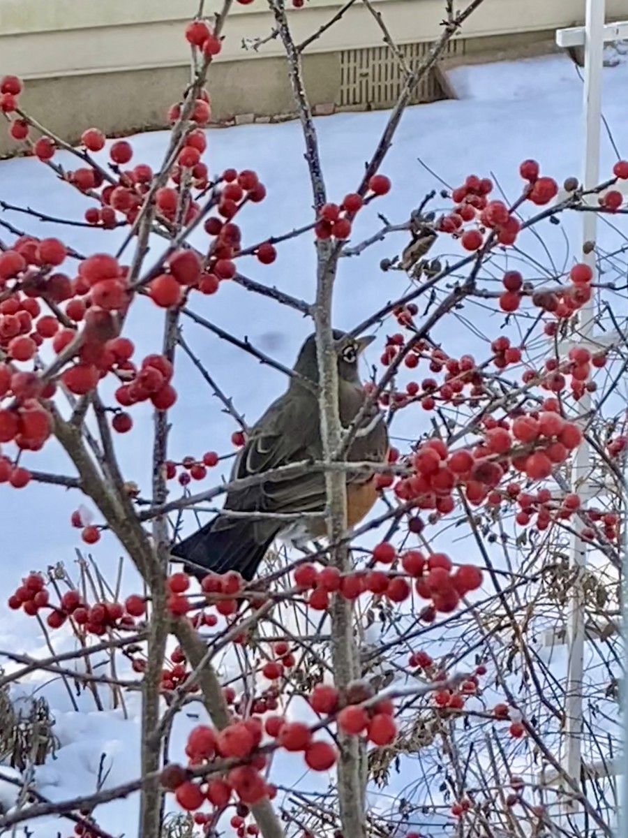American Robin - ML647021732