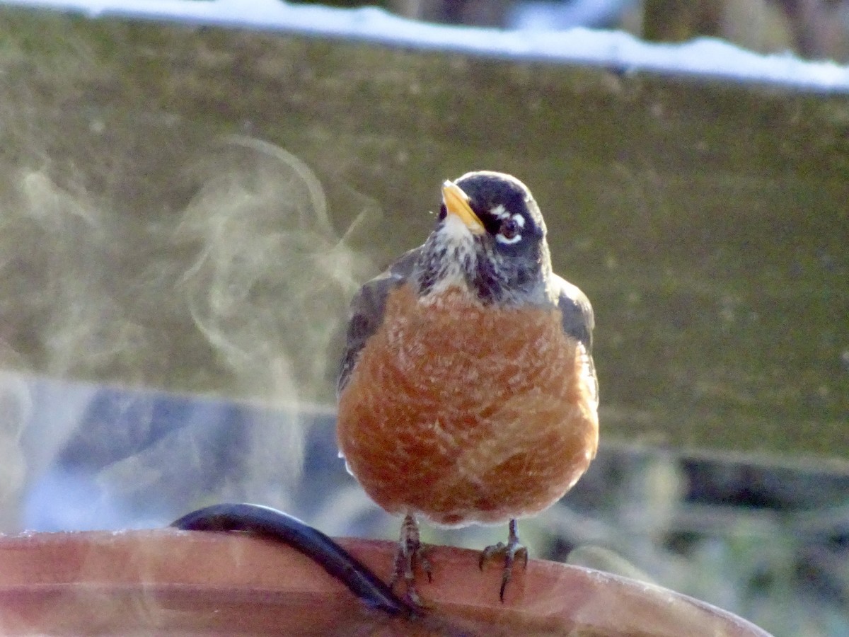 American Robin - ML647021733