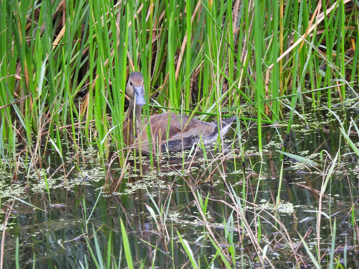 Zuhaitz-ahate mokogorria - ML647021739