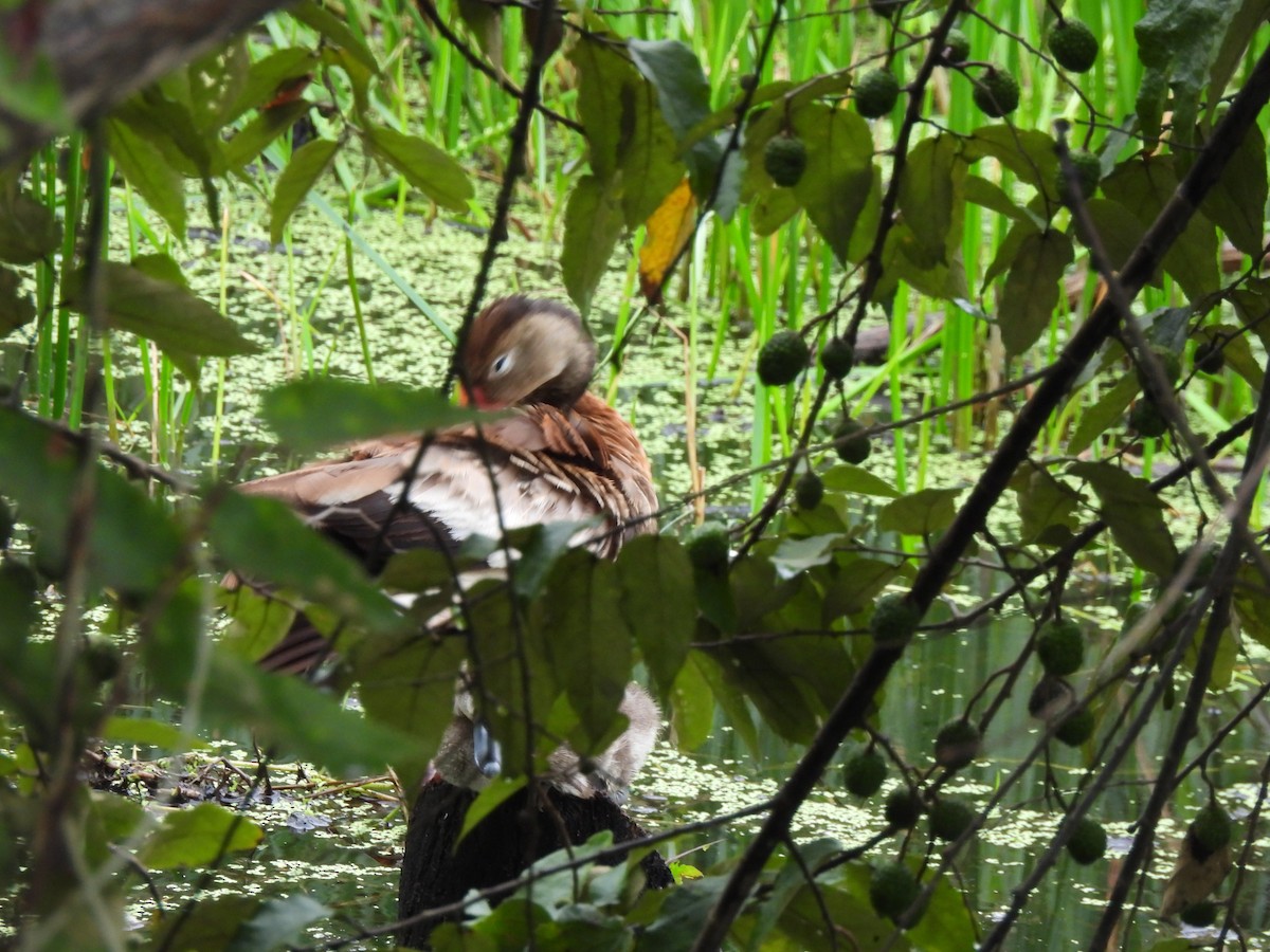 Zuhaitz-ahate mokogorria - ML647021740