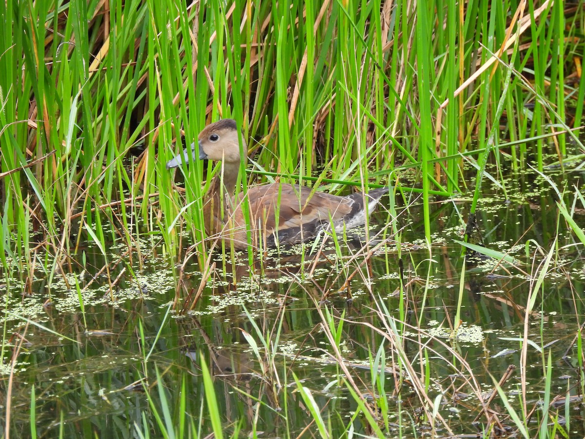 Zuhaitz-ahate mokogorria - ML647021741