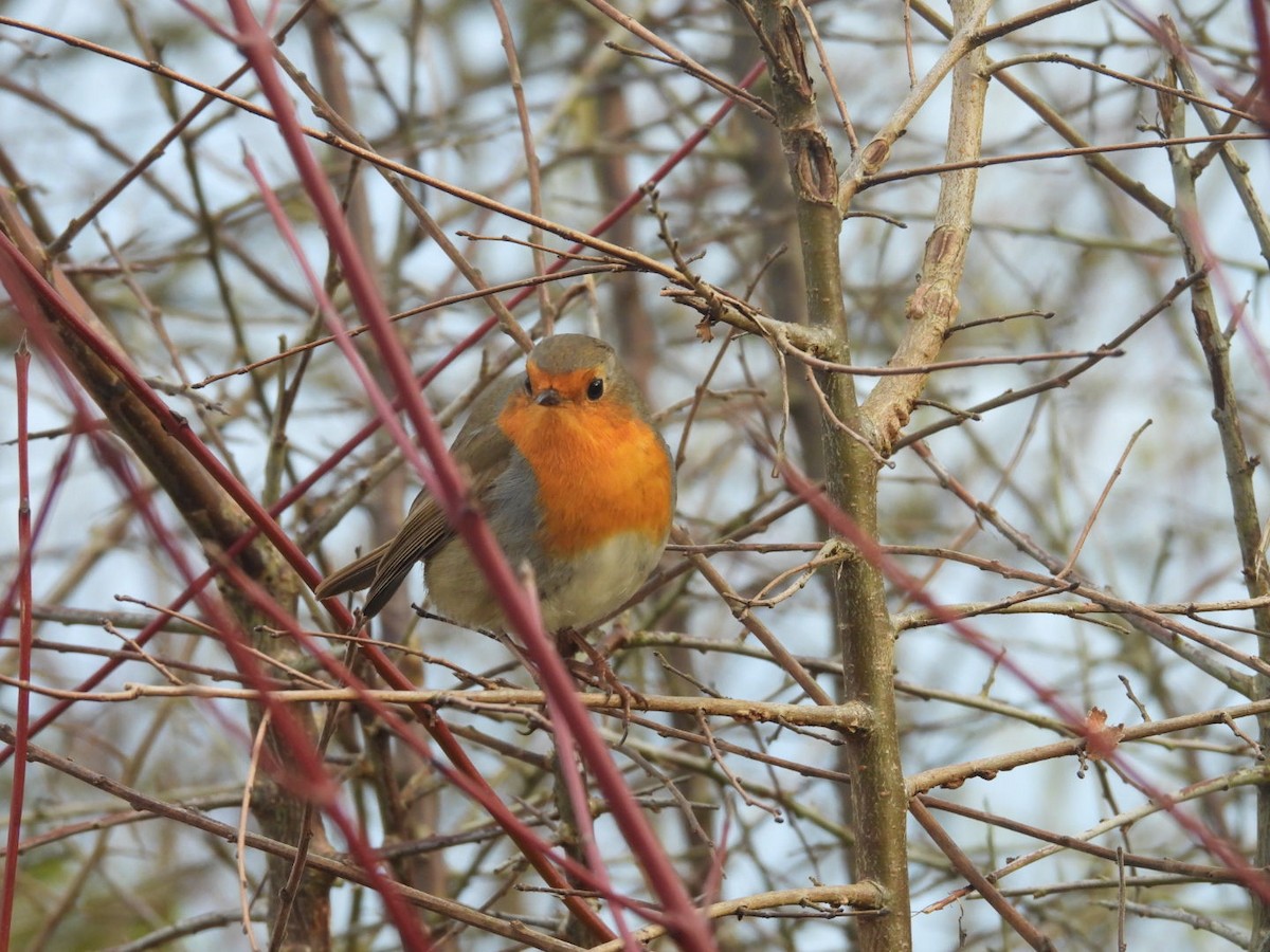 červenka obecná - ML647021746