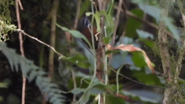 Ochraceous Wren - ML647021748