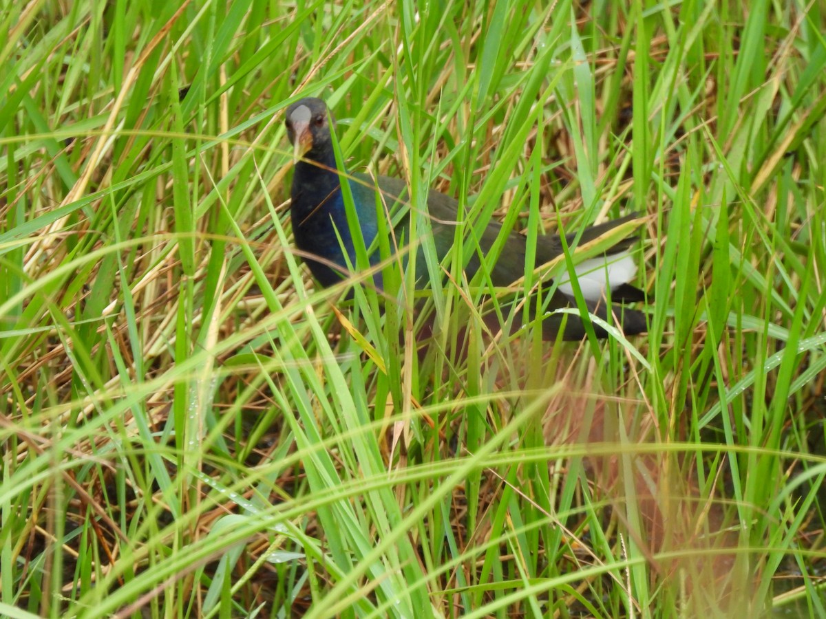 slípka žlutonohá - ML647021757