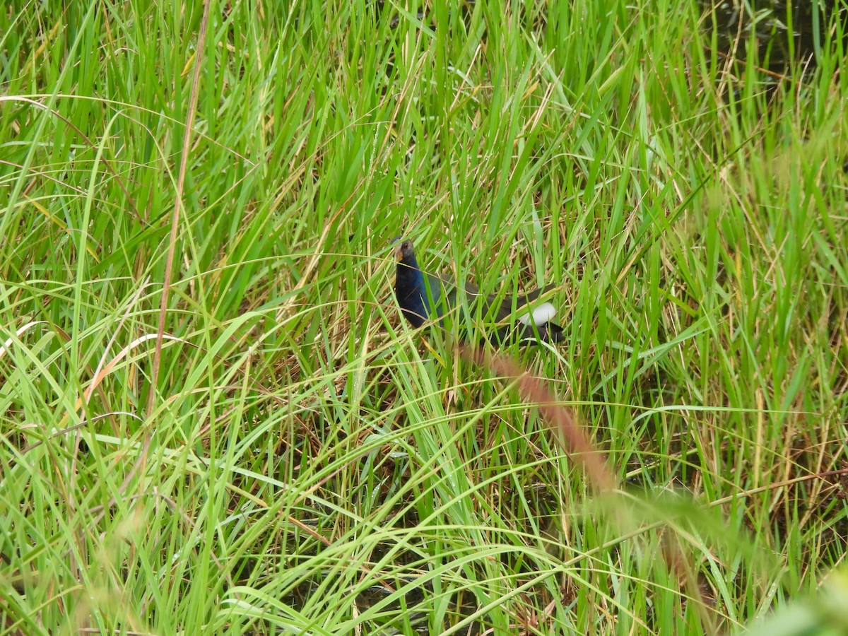 slípka žlutonohá - ML647021758