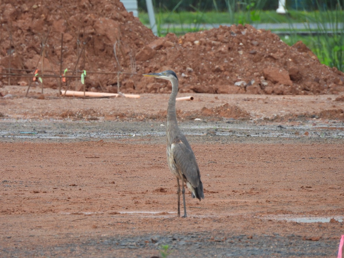 volavka velká - ML647021761